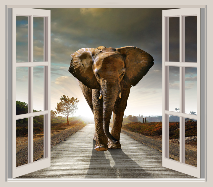 HD Image Of An Elephant Design 2 Behind Window Frame 1 3m Square hd-image-of-an-elephant-design-2-behind-window-frame-1-3m-square